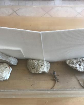 Baby Pogona vari colori e morph