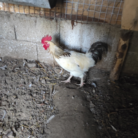 Gallo Sussex - polli pesanti