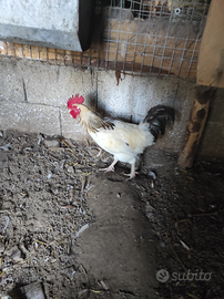 Gallo Sussex - polli pesanti