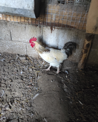 Gallo Sussex - polli pesanti