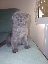 Scottish fold maschio 