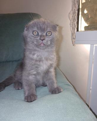 Scottish fold maschio 