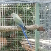 Parrocchetti dal collare