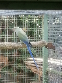 Parrocchetti dal collare