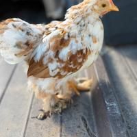 Cocincina millefiori