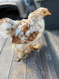 Cocincina millefiori