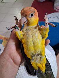 Caicco allevato a mano
