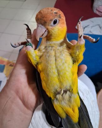 Caicco allevato a mano