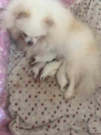 Spitz tedesco nano Pomerania