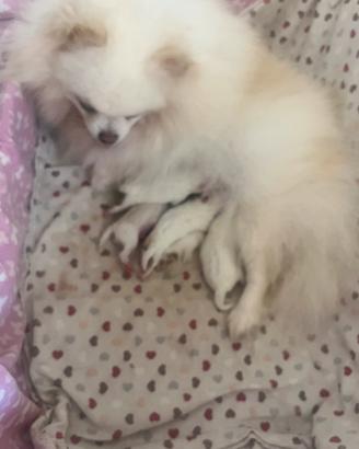 Spitz tedesco nano Pomerania