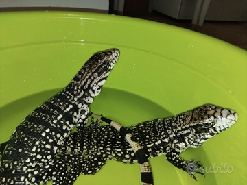 Tegu argentino coppia