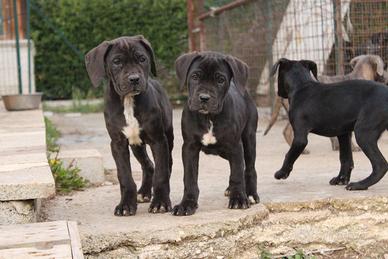 Cuccioli Cane Corso con Pedigree ENCI