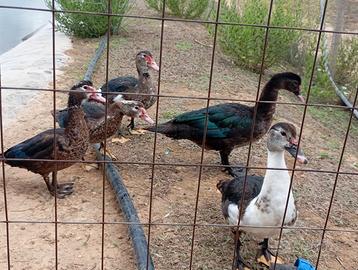 Anatre oche galline leggi