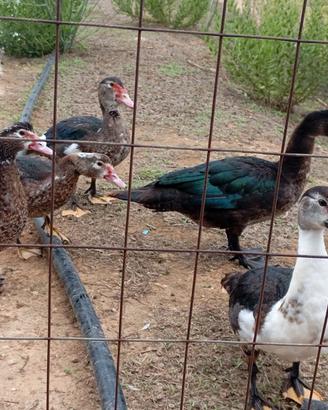 Anatre oche galline leggi