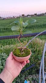 mini bonsai di melo