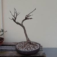 Bonsai glicine