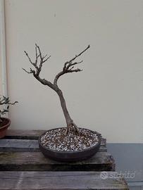 Bonsai glicine