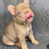 Bulldog francese crema blu occhio celeste o chiaro