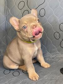 Bulldog francese crema blu occhio celeste o chiaro