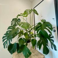 Monstera Deliciosa 130cm e sana – Vaso Incluso