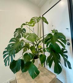 Monstera Deliciosa 130cm e sana – Vaso Incluso