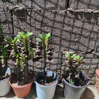 piante grasse cactus euforbia