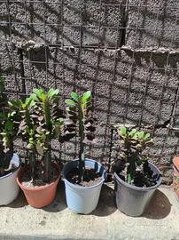 piante grasse cactus euforbia