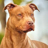American pit bull terrier