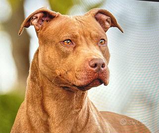 American pit bull terrier