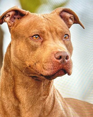 American pit bull terrier