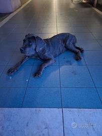 Cucciola Cane Corso