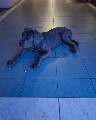 Cucciola Cane Corso