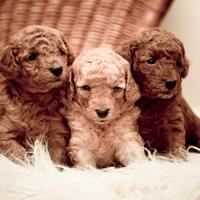 Cuccioli Barboncino - Allevamento