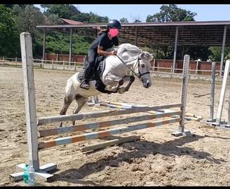 Cavallo