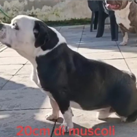 Incrocio amstaff