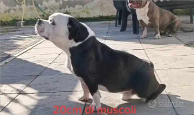 Incrocio amstaff