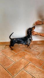 Bassotto nano Arlecchino per monta