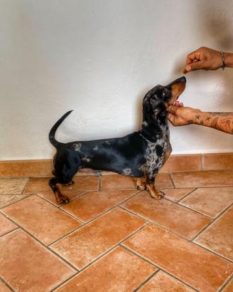 Bassotto nano Arlecchino per monta