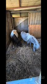 Pony femmine gravide
