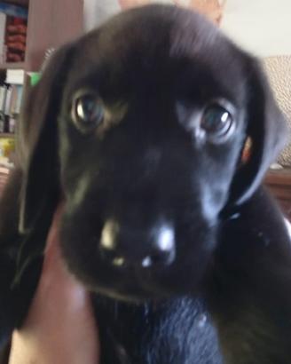 8 cuccioli di labrador