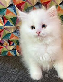 Gattino persiano normotipico