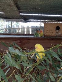 Inseparabili roseicollis