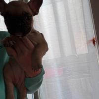 Disponile cucciola di bulldog francese