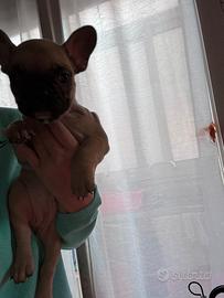 Disponile cucciola di bulldog francese