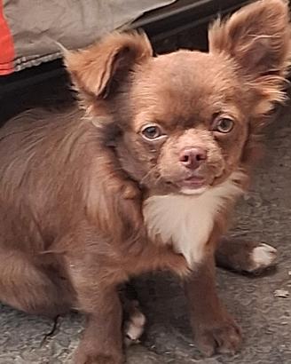 Maschio simil chihuahua