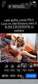 Animali gatti