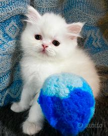 Gattino persiano