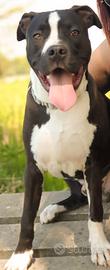 Amstaff maschio