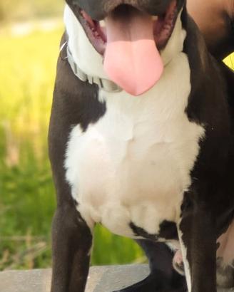 Amstaff maschio