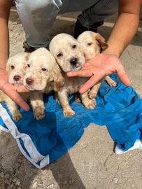 Cuccioli di Setter